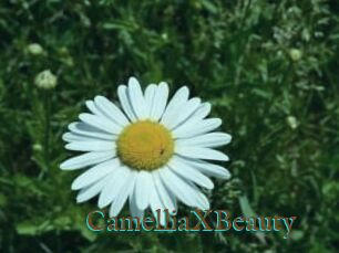 Camellia_XBeauty
