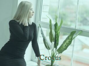 Crocus